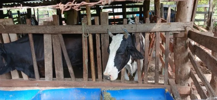 Vendo vacas , ótima oportunidade.