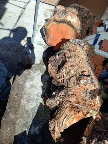 Troncos e rodelas de madeira, jaqueira e outos