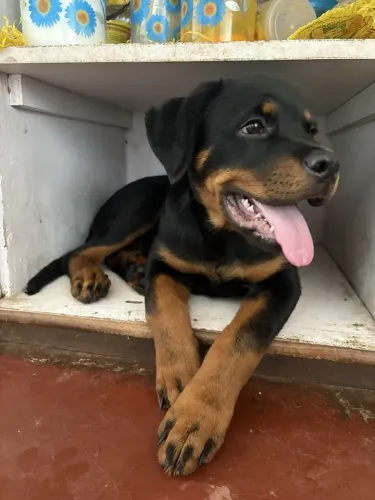 Rottweiler Seu novo parceiro para as manhãs geladas