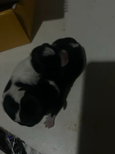Pinscher número um preto e branco