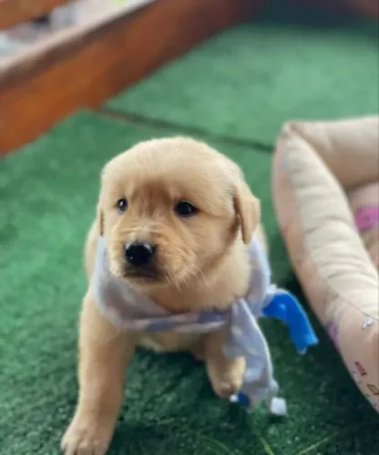 Golden Retriever - Encontre Seu Companheiro