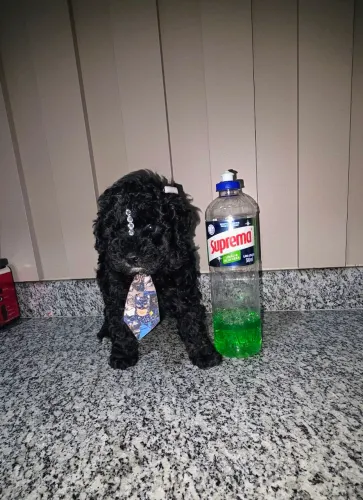 Poodle toy macho