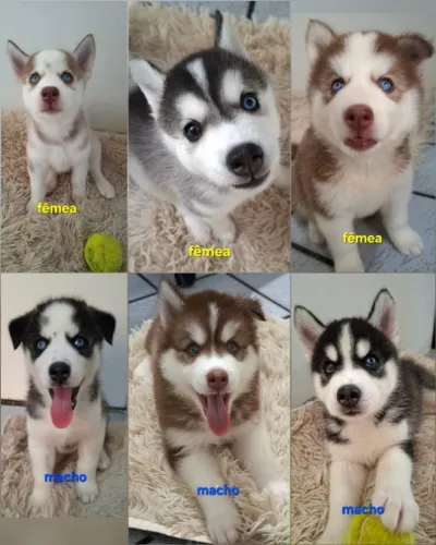 Filhotes de Husky siberiano