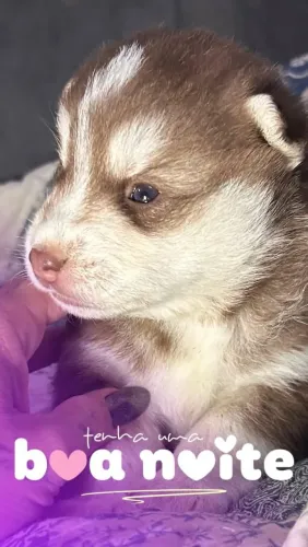 Filhotes Husky siberiano