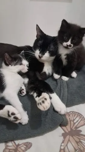 Gatinhos para adoção responsável