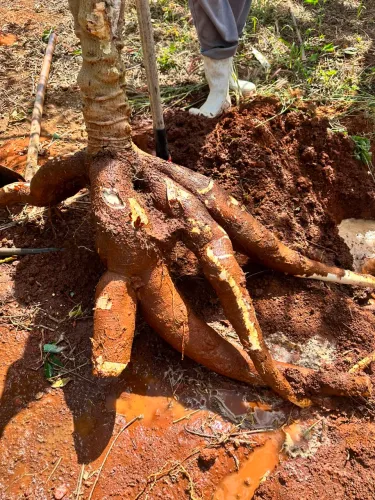 Vende-se Mandioca Para Farinha IAC12