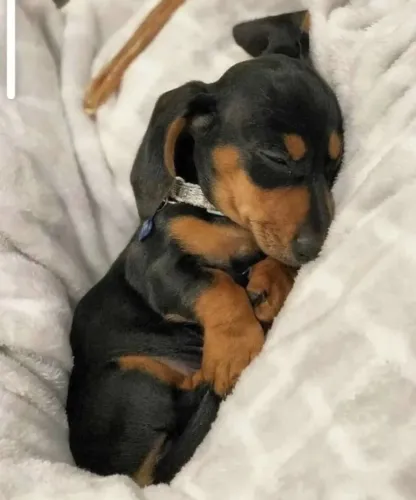 Basset teckel lindos