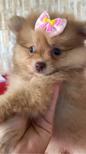 Spitz alemão