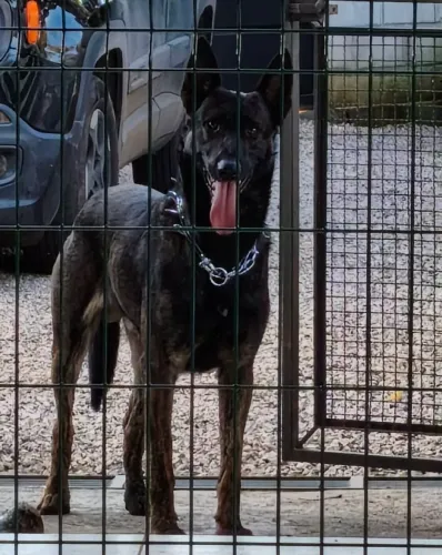 Pastor malinois holandês para cobertura