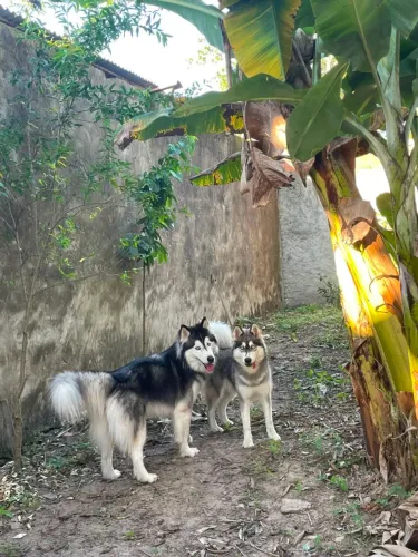 Filhotes Husky