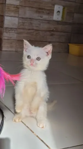 Gata filhote 2 meses 