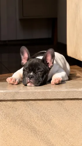 Vendo Buldog Francês fêmea 