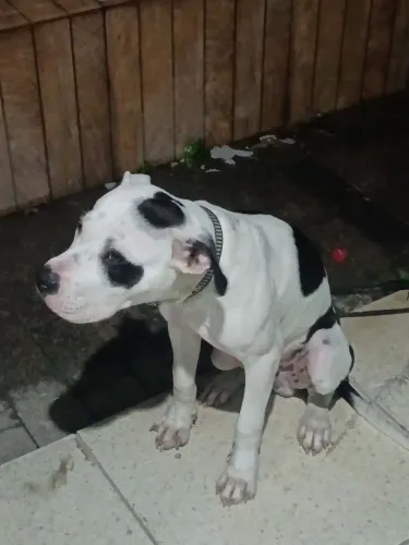 Cachorro Pitbull terrier