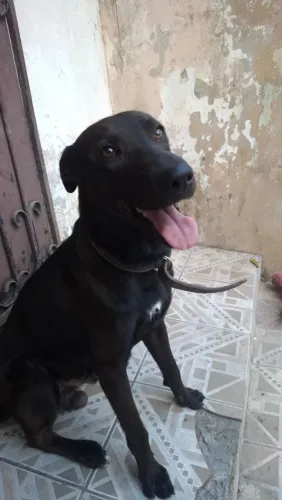 Adoção