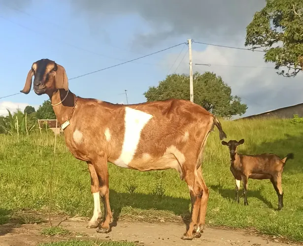 Cabra Anglo Nubiano PO 