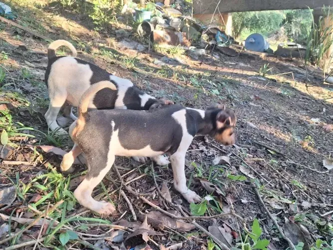 FILHOTE TERRIER BRASILEIRO (FOX PAULISTINHA)