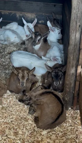 Cabrito