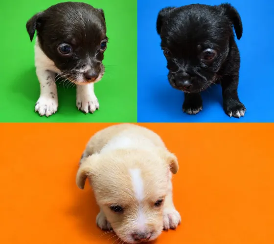 Vende cachorrinhos