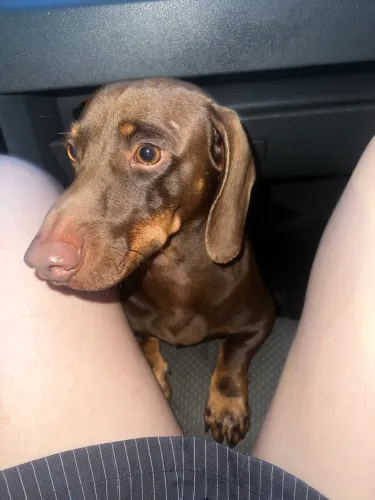 Dachsrund chocolate macho adulto