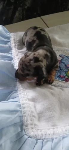 Dachshund salsicha