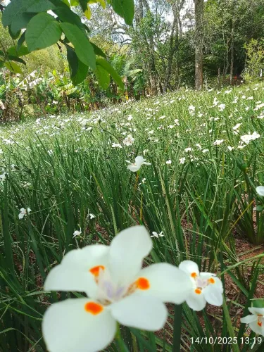 Flor moreias branca 