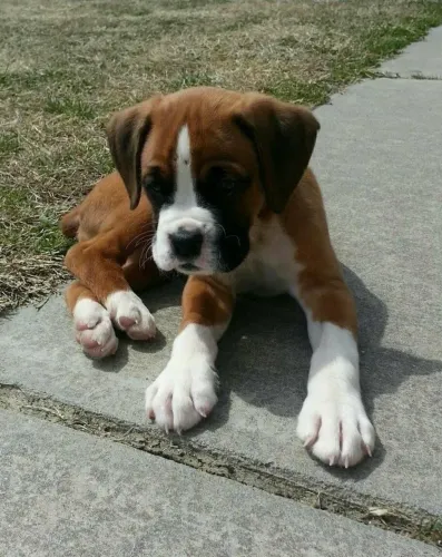 Filhotes De Boxer - A Felicidade Tem Quatro Patas E Rabinho Que Não Para
