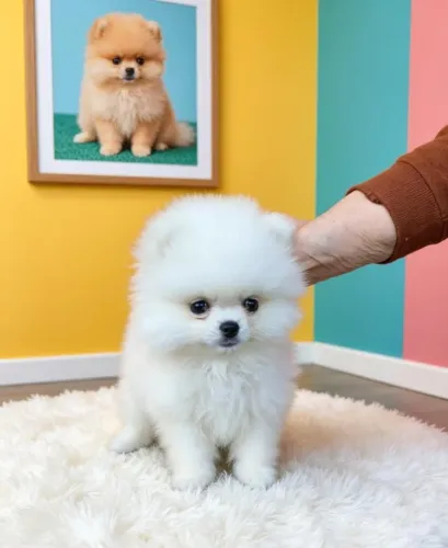 Spitz Alemão Lindo e Cheio de Personalidade
