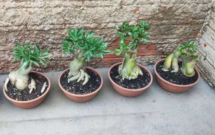 Rosas do Deserto