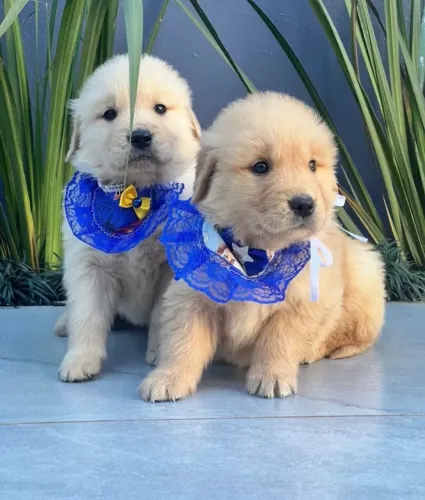 Golden Retriever disponível para entrega