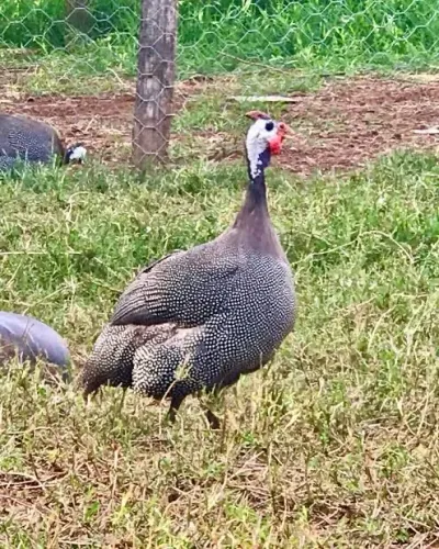 Pintinhos de angolas gigantes