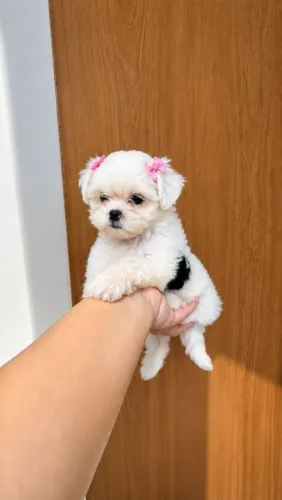 Filhotes de Shih Tzu Fêmea e Macho