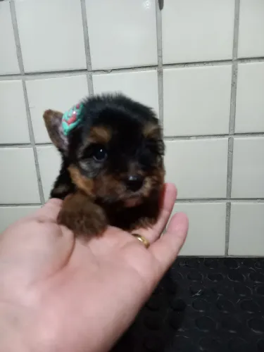 Fêmea Yorkshire Pura