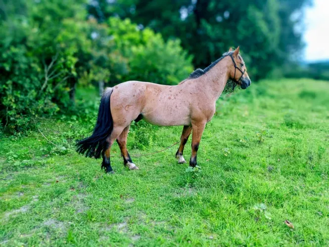 Cavalo crioulo
