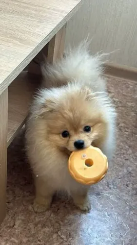 Lulu da Pomerânia