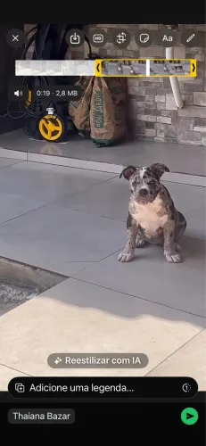 Vendo American Bully filhote fêmea