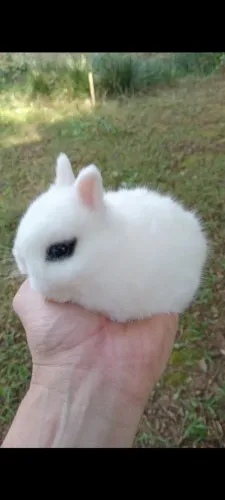 Mini coelho anão de netherland 