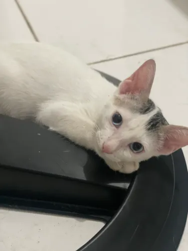 Disponivel para doação