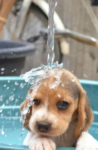 Beagle Para quem quer fazer a criança sorrir de verdade
