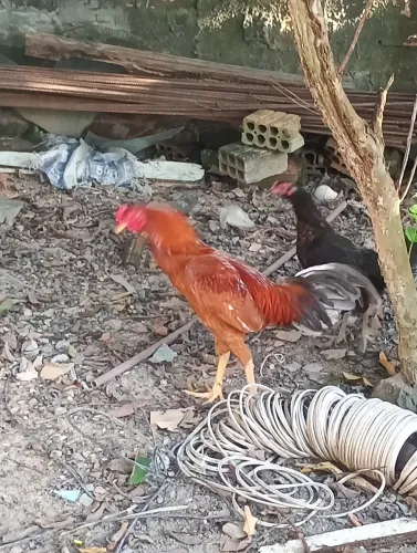 ? VENDO GALINHAS E UM GALO ?