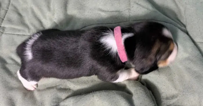 Filhotes de Beagle | Amizade verdadeira começa aqui!