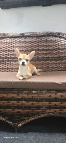 Chihuahua