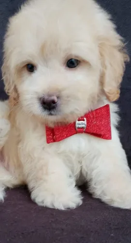 Cachorrinho Poodle