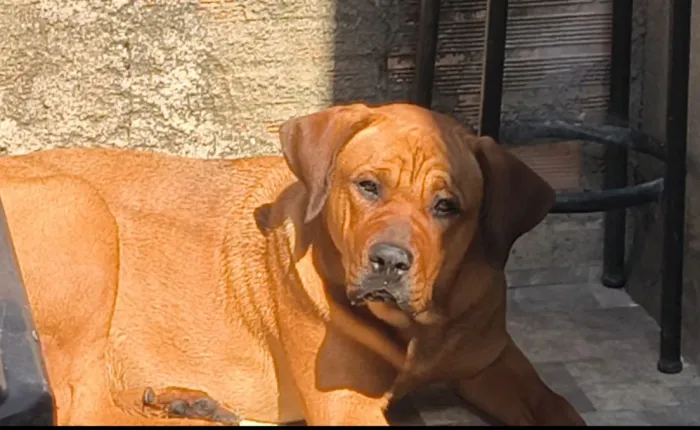 Cadela fila de 1 ano pra doação