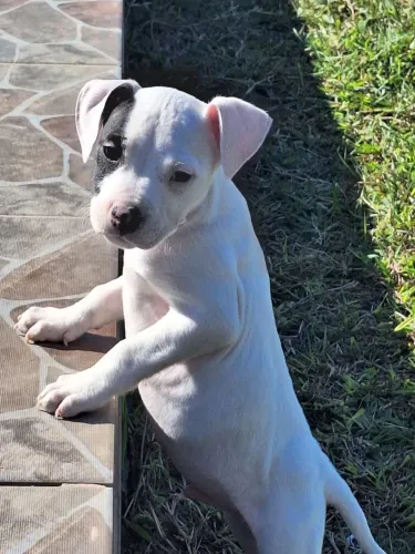 Filhote de pitbull 
