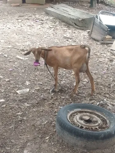 Vende-se uma cabrita