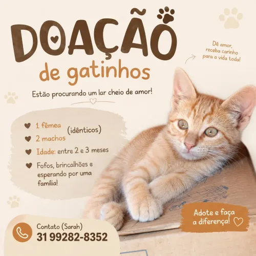 DOA-SE gata fêmea 2 meses (e também outros 2 machos)