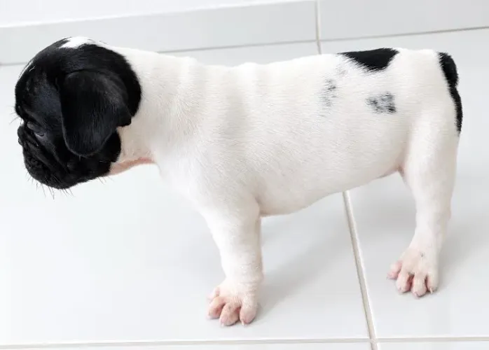 LINDA FILHOTE FÊMEA DE BULLDOG FRANCÊS À VENDA