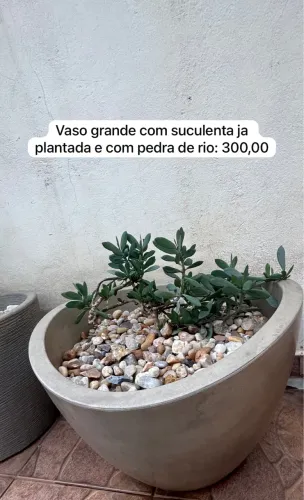 Vaso grande com suculenta 
