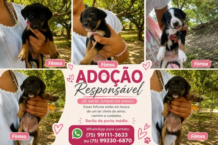 Adoção Responsável