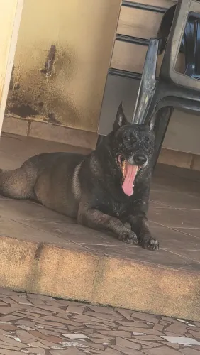 Pastor belga malinois Zeus disponível cobertura 